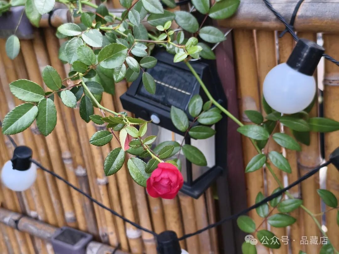 花开